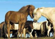 Iceland-Iceland Shorts-Horse Drive in Iceland